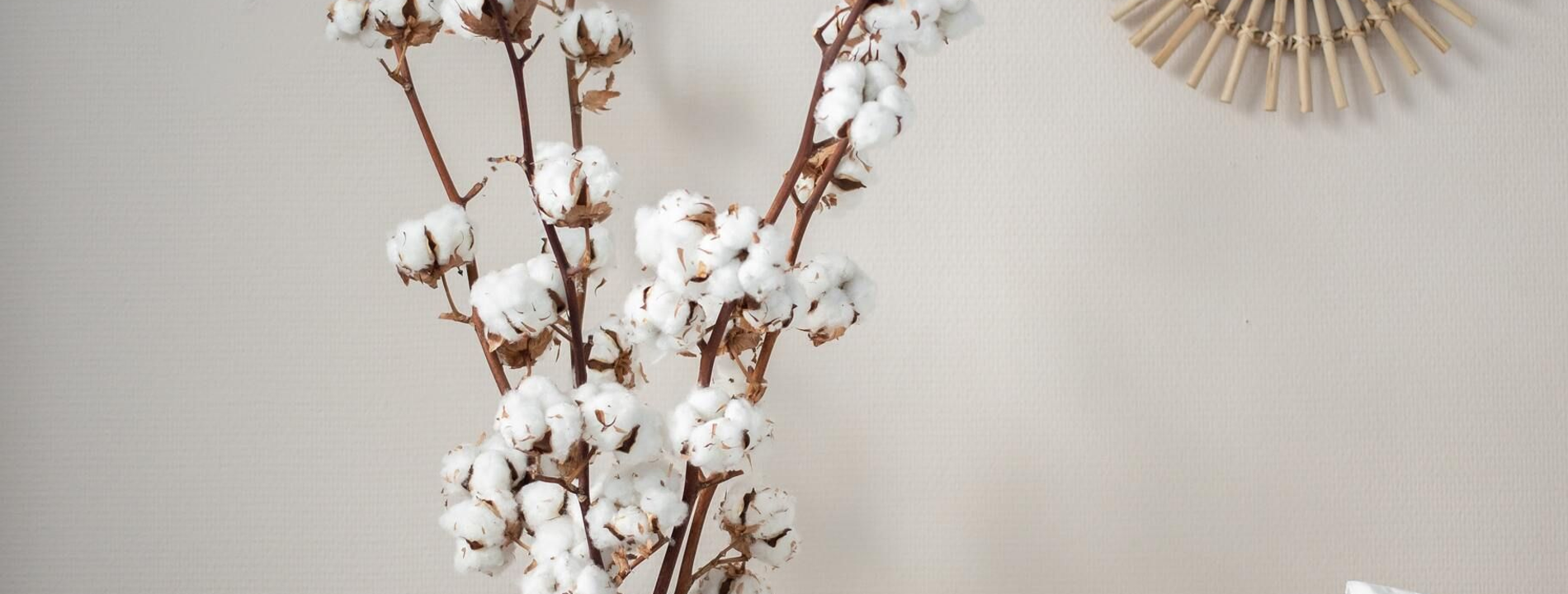 Cawliflower Decorative