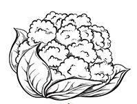 Cawliflower Decorative